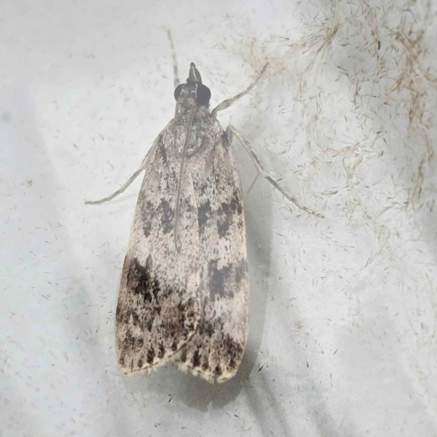Photo of White-line Grey (Eudonia lineola)